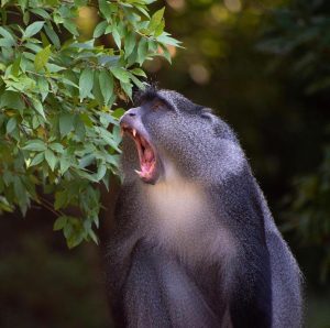 Samango Monkey Sigurwana Lodge Limpopo