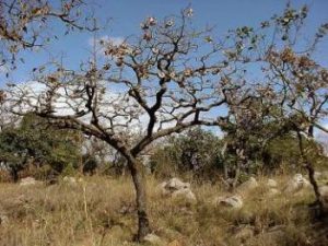 Kiaat tree with seed pods