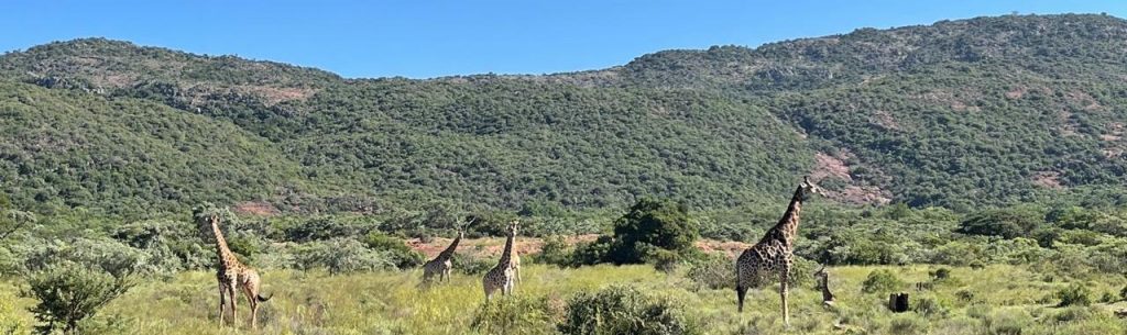 Soutpansberg Sigurwana giraffe